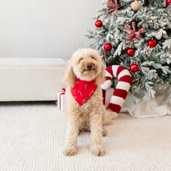 Dog Bandana in Candy Cane